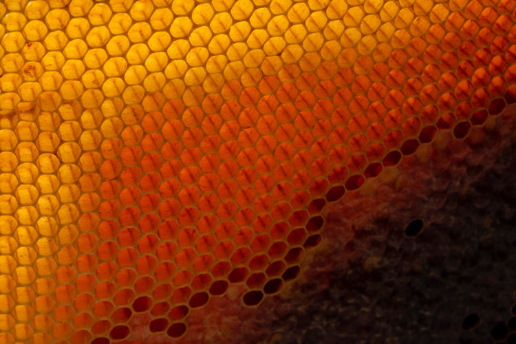 Honey